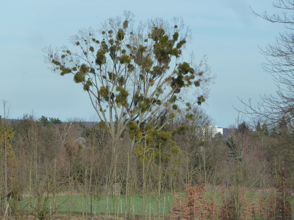 P1090870.JPG - Tree with Mistletoe  http://en.wikipedia.org/wiki/Mistletoe 