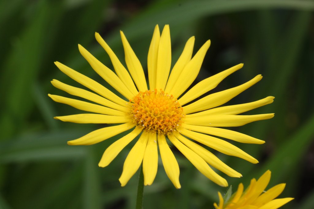 IMG_3971.JPG - Yellow  Aster 