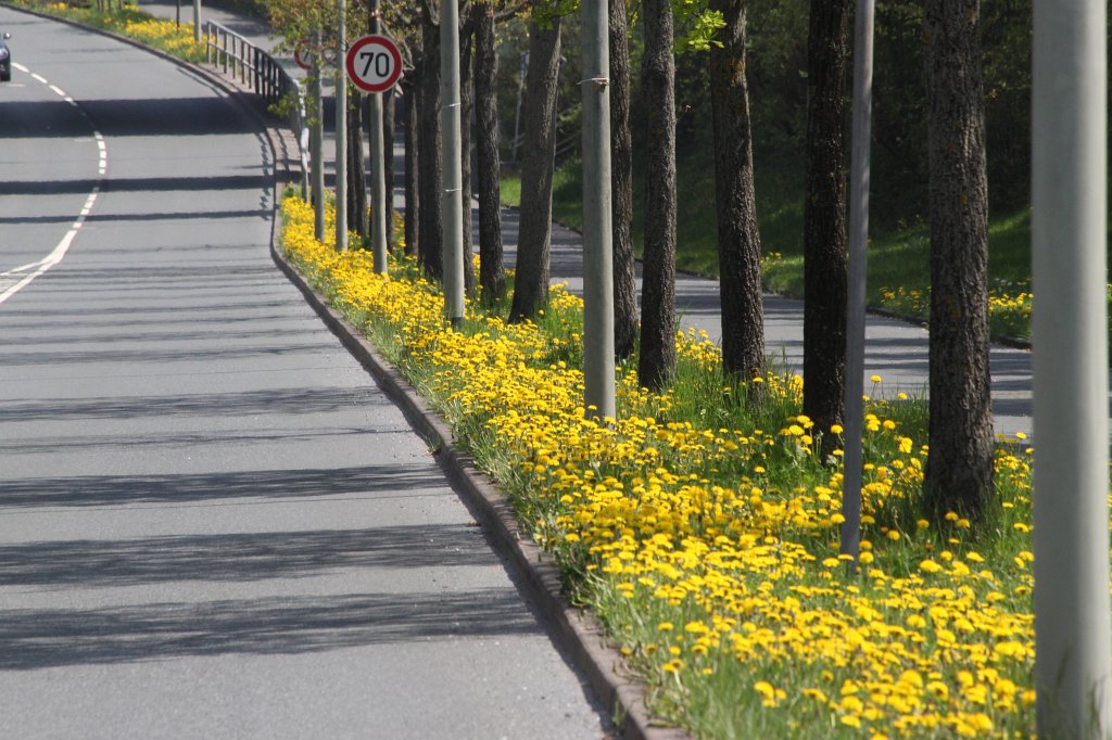IMG_4050.JPG -  Dandelion  Alley