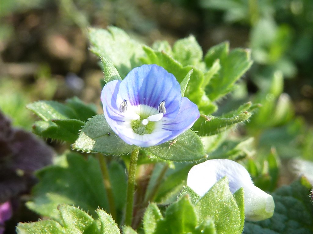 P1090909.JPG -  Veronica  ( Ehrenpreis )