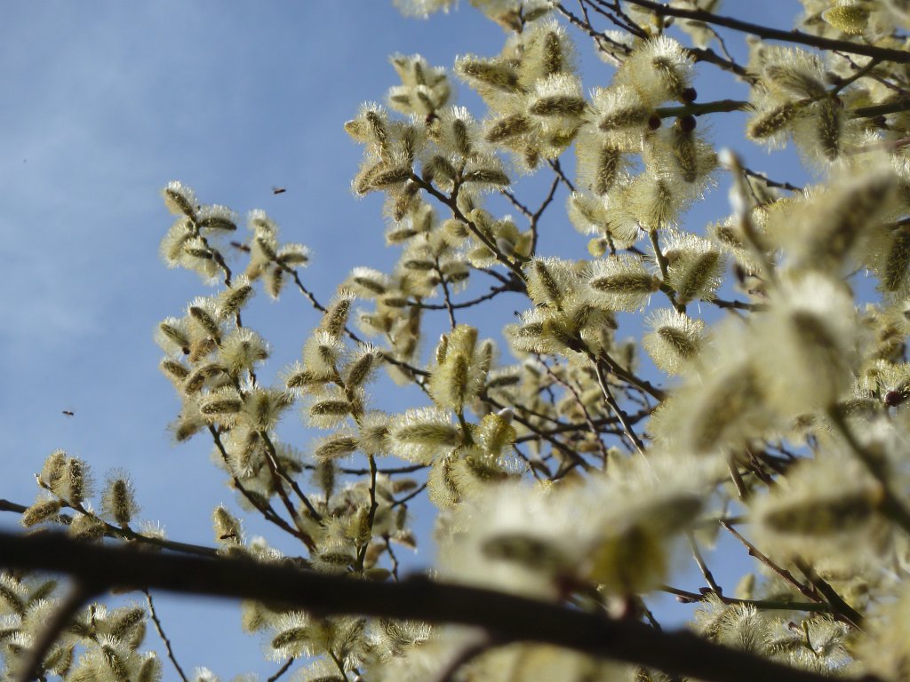 P1090911.JPG - Catkin