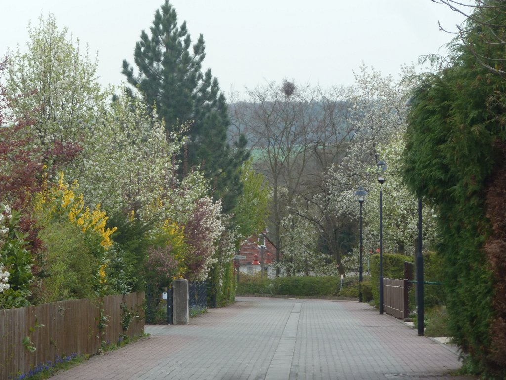 P1090961.JPG - Blooming street