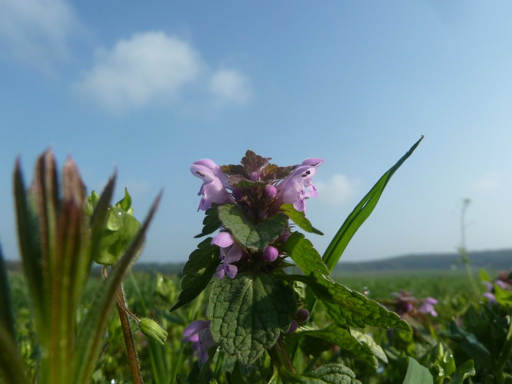 P1090968.JPG -  Deadnettle 