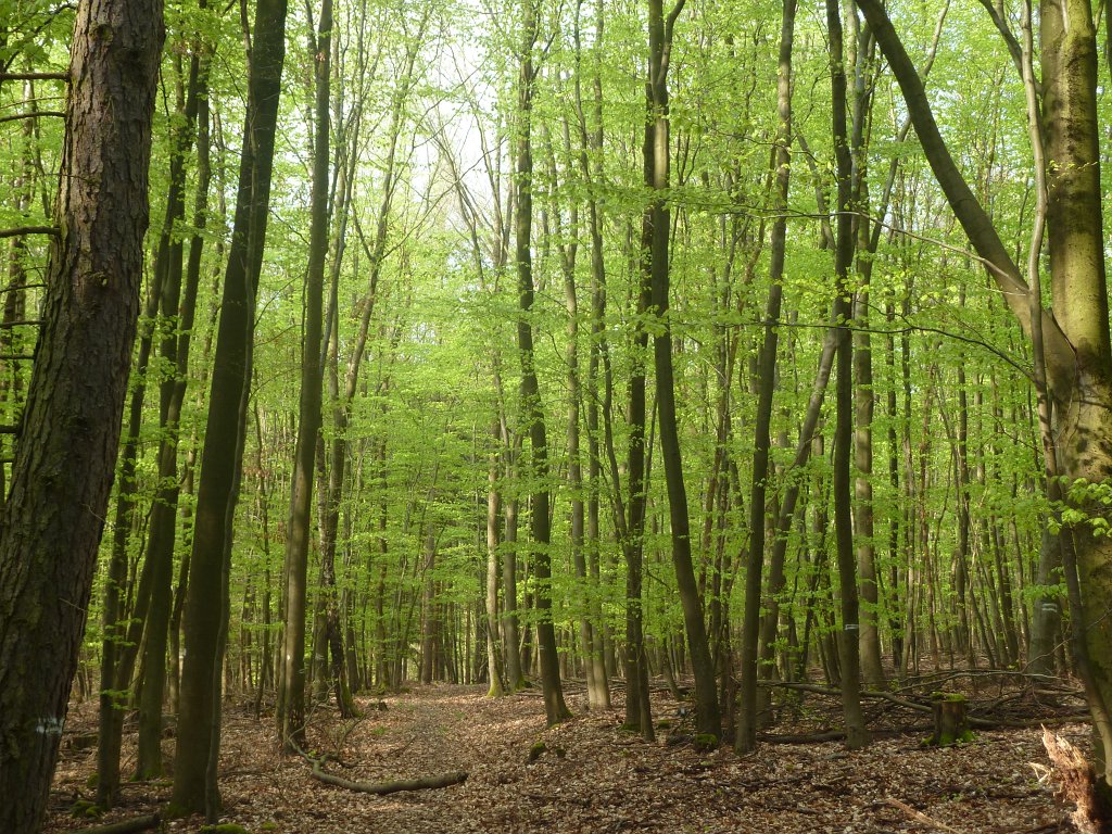 P1090974.JPG - Fresh greenwood