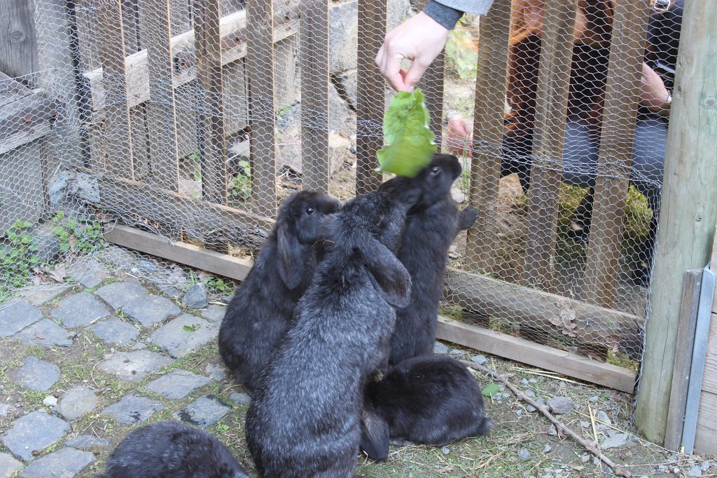 IMG_4128.JPG -  Hessenpark  Kaninchen ( Hessenpark  bunnies)