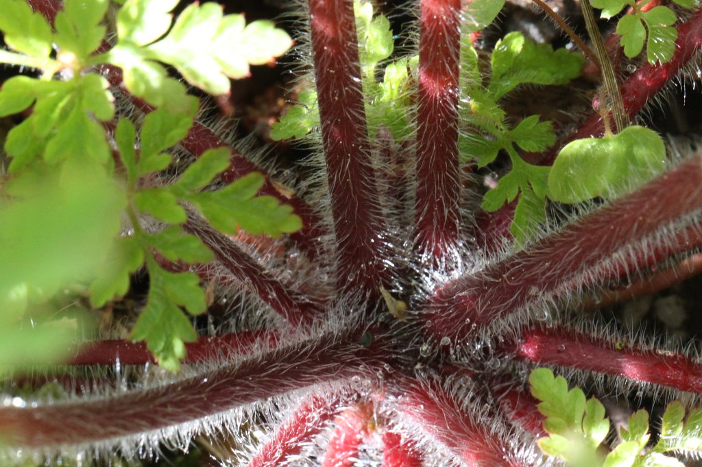 IMG_4165.JPG -  Hessenpark  Blume ( Hessenpark  flower)