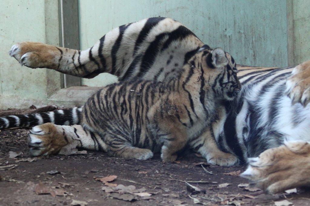 IMG_4230.JPG -  Tiger  mother with her baby daughter. Tiger Malea has born the little tiger April 3rd, 2013. The tiger girl is just 1.5 months old and has not yet a name. Isn't the little one cute?