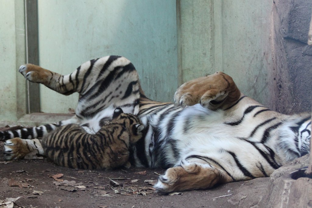 IMG_4232.JPG -  Tiger  mother with her baby daughter. Tiger Malea has born the little tiger April 3rd, 2013. The tiger girl is just 1.5 months old and has not yet a name. Isn't the little one cute?