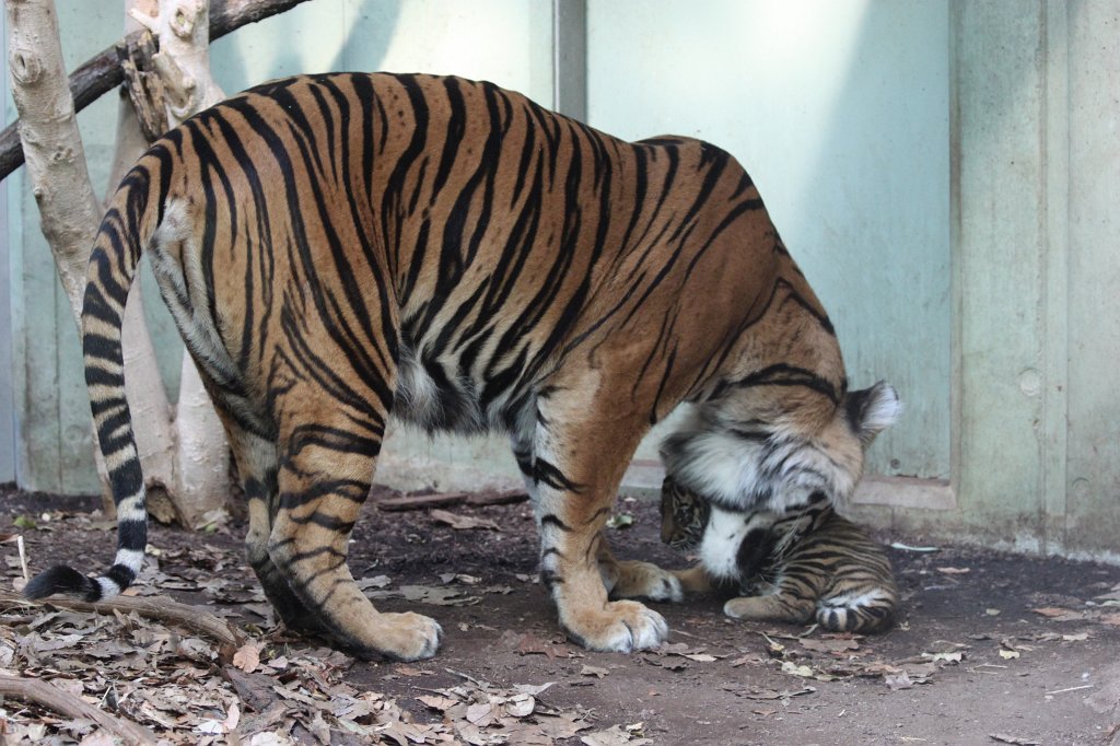 IMG_4255.JPG -  Tiger  mother with her baby daughter. Tiger Malea has born the little tiger April 3rd, 2013. The tiger girl is just 1.5 months old and has not yet a name. Isn't the little one cute?