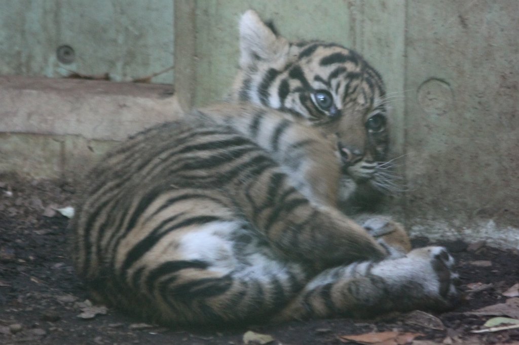 IMG_4261.JPG - Baby  Tiger . Tiger Malea has born the little tiger April 3rd, 2013. The tiger girl is just 1.5 months old and has not yet a name. Isn't the little one cute?