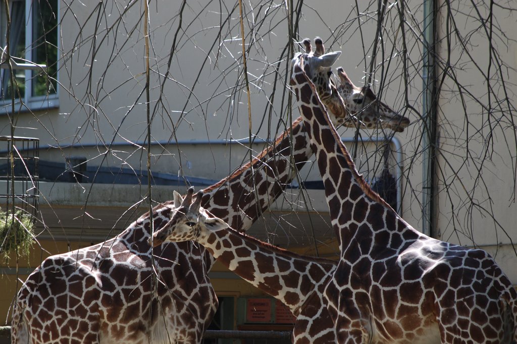 IMG_4302.JPG -  Giraffes 