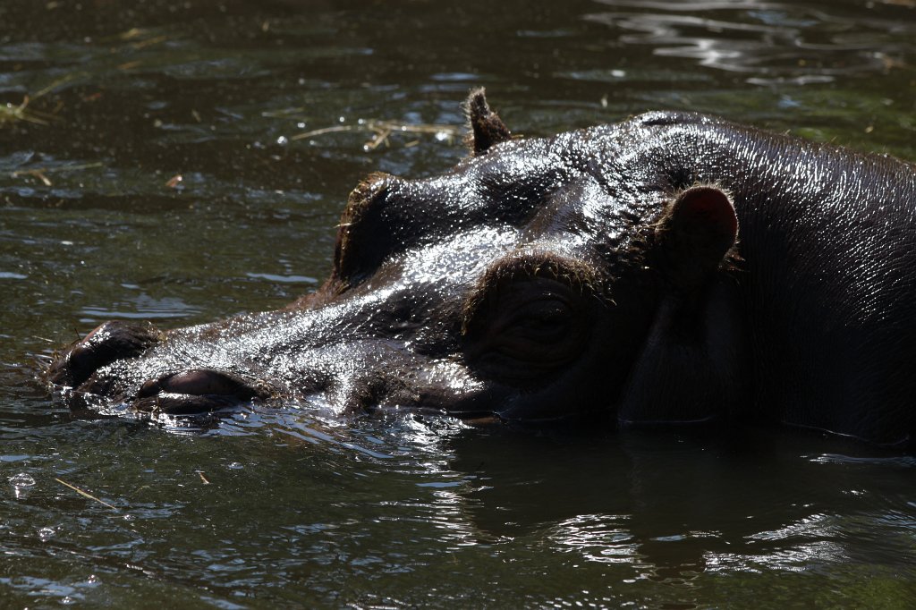 IMG_4326.JPG -  Hippo 