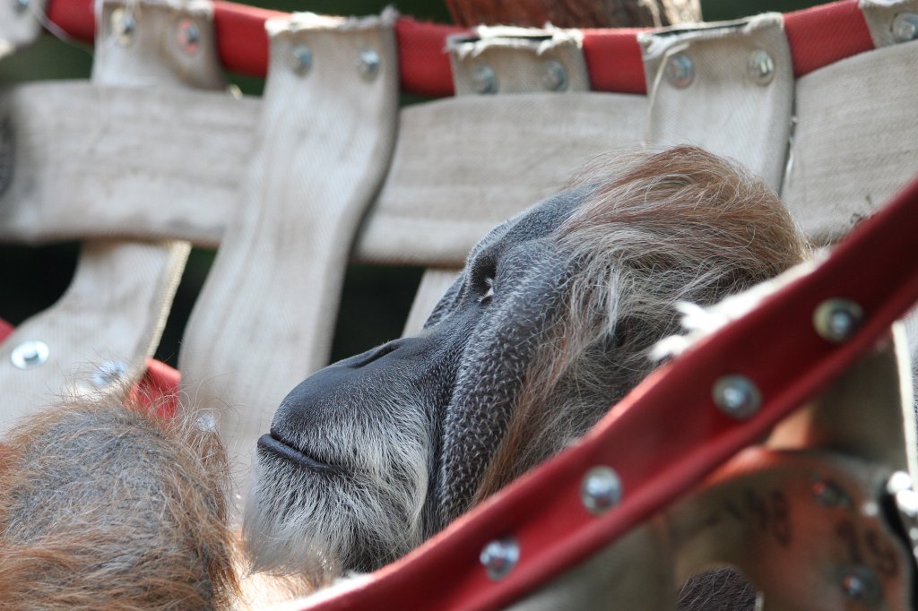 IMG_4341.JPG -  Orangutan 