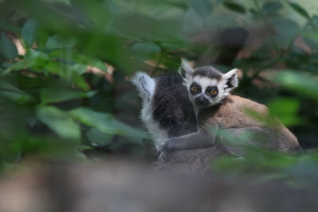 IMG_4352.JPG -  Ring-tailed lemur  with baby
