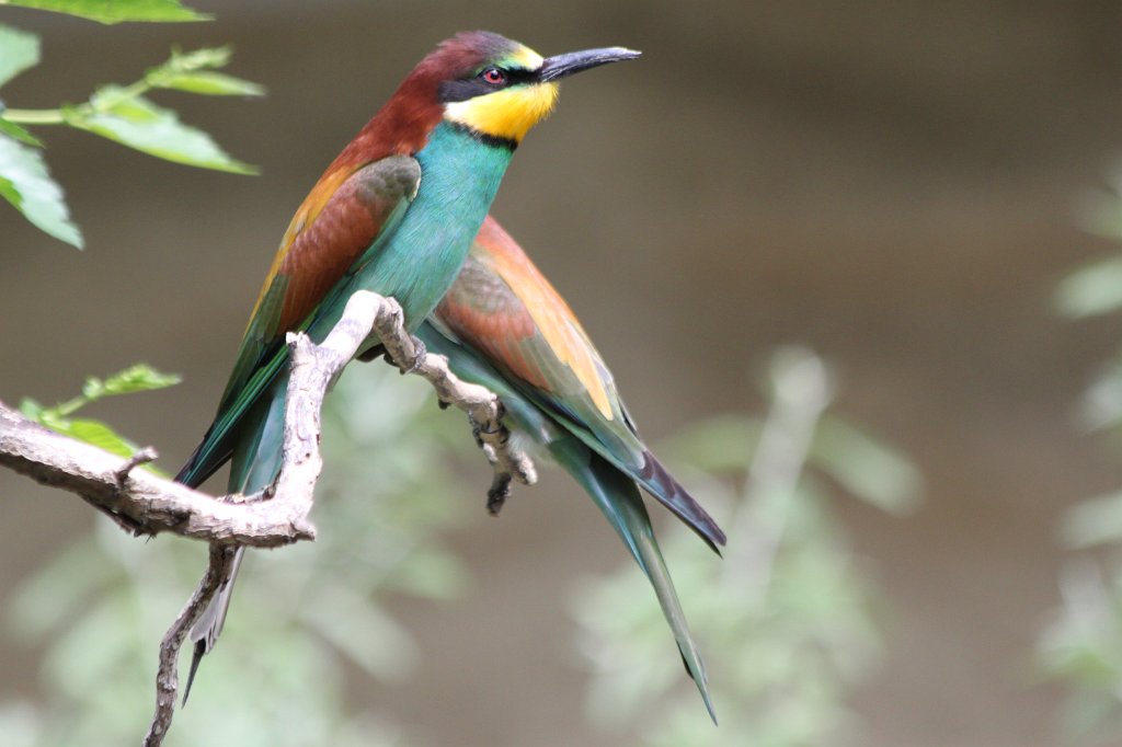 IMG_4393.JPG - Colourful  European Bee-eater ( Bienenfresser )