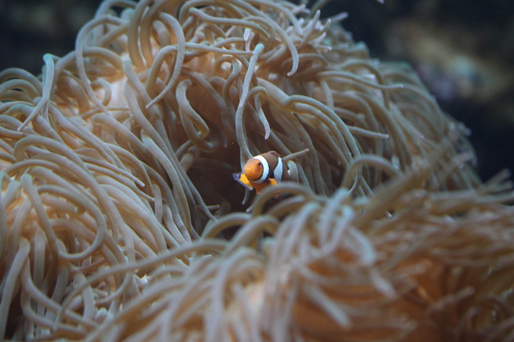 IMG_4422.JPG -  Orange clownfish 