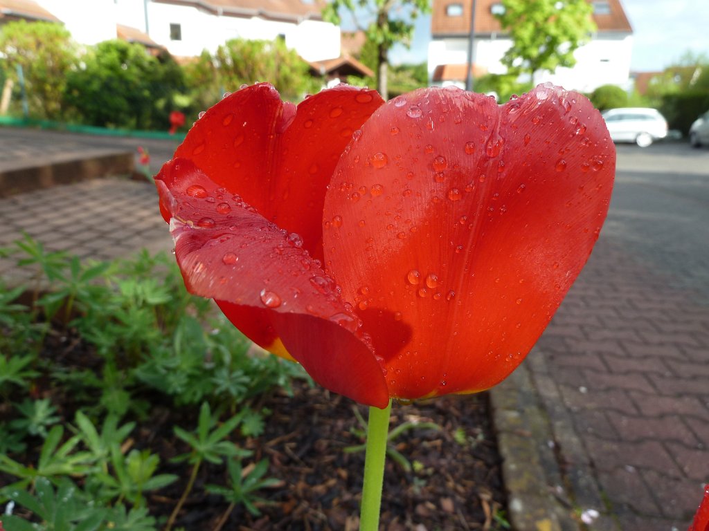 P1100082.JPG -  Tulip 