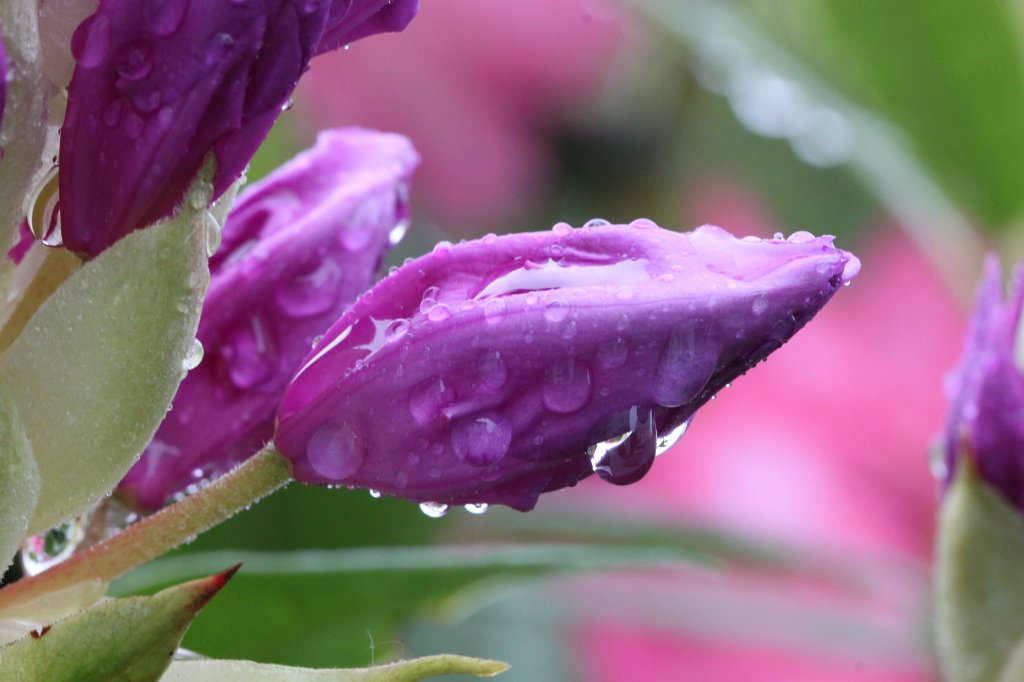 IMG_4630.JPG -  Rhododendron  bud on it's way to bloom