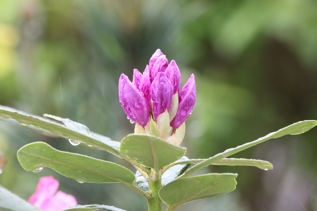 IMG_4752.JPG -  Rhododendron  bloom