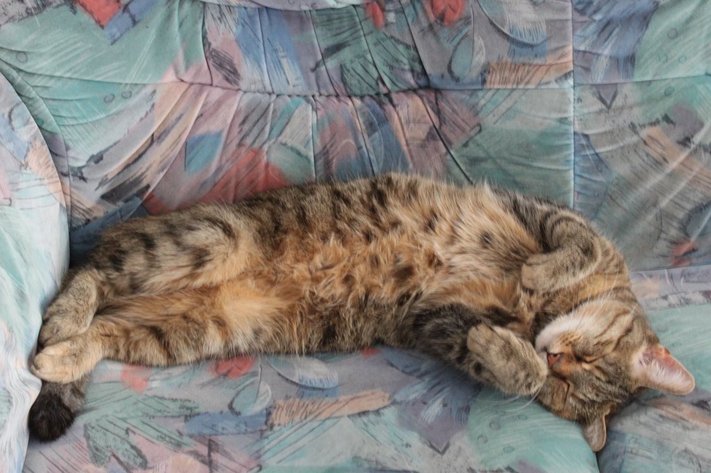 IMG_4754.JPG - Relaxing cat