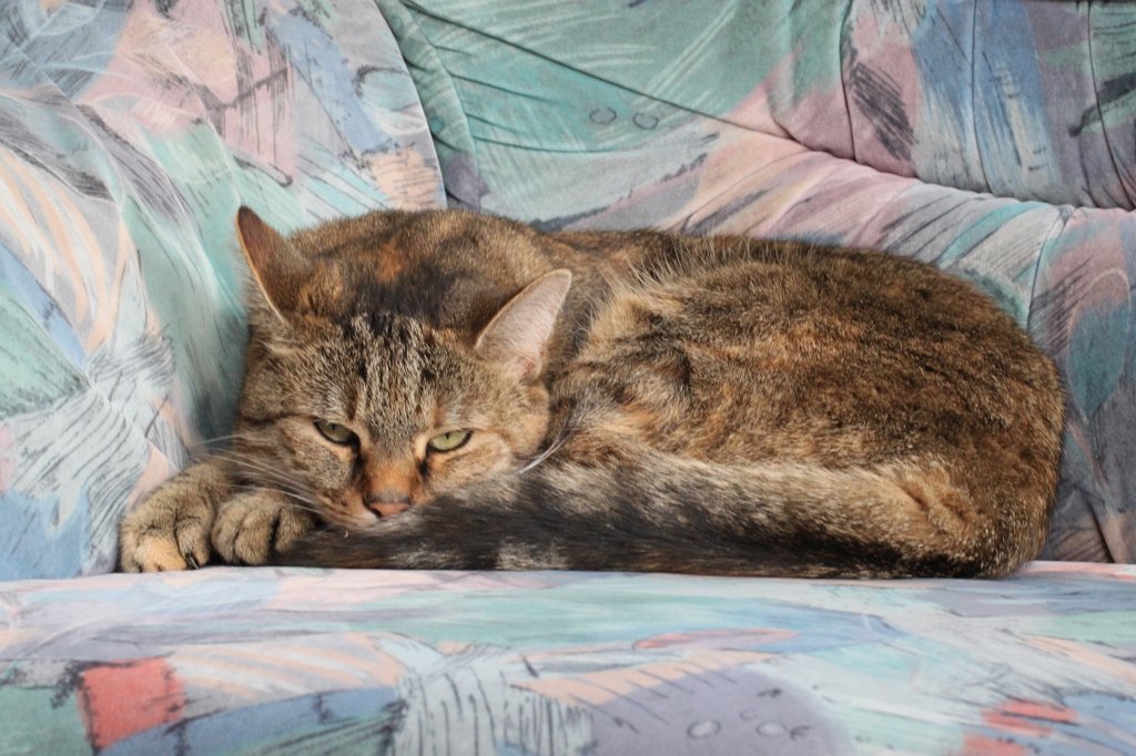 IMG_4759.JPG - Relaxing cat