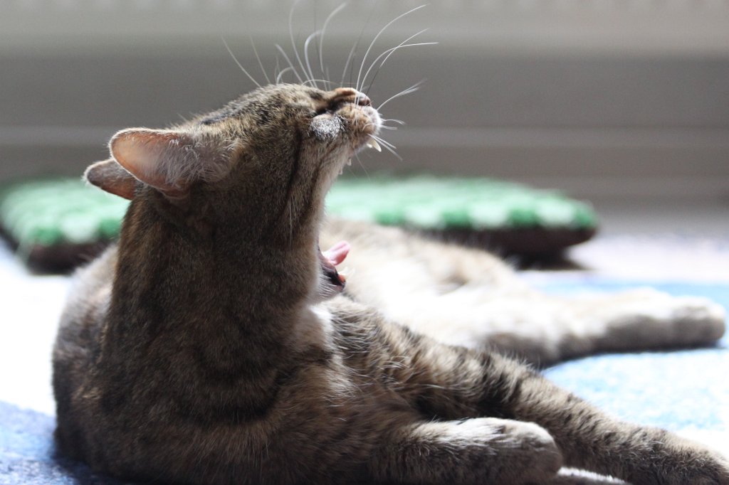 IMG_4777.JPG - Relaxing cat