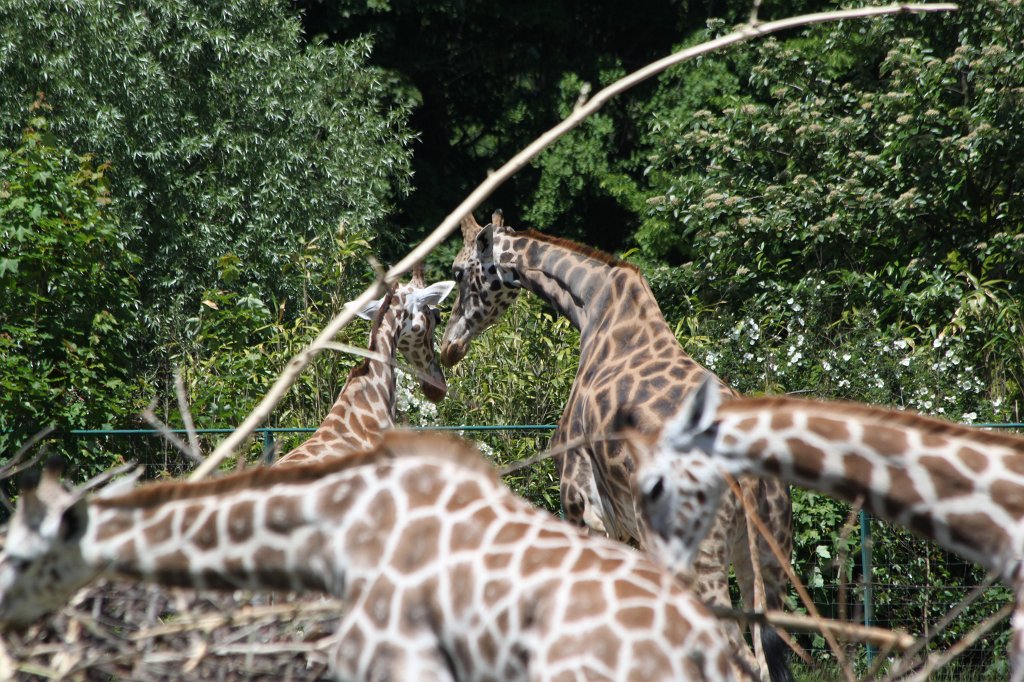 IMG_4824.JPG -  Giraffes 