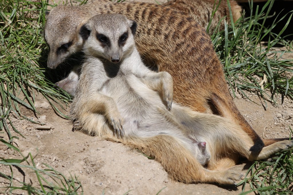 IMG_4847.JPG -  Meerkat 