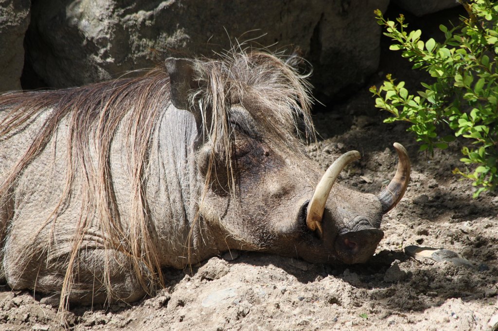 IMG_4856.JPG -  Warthog 