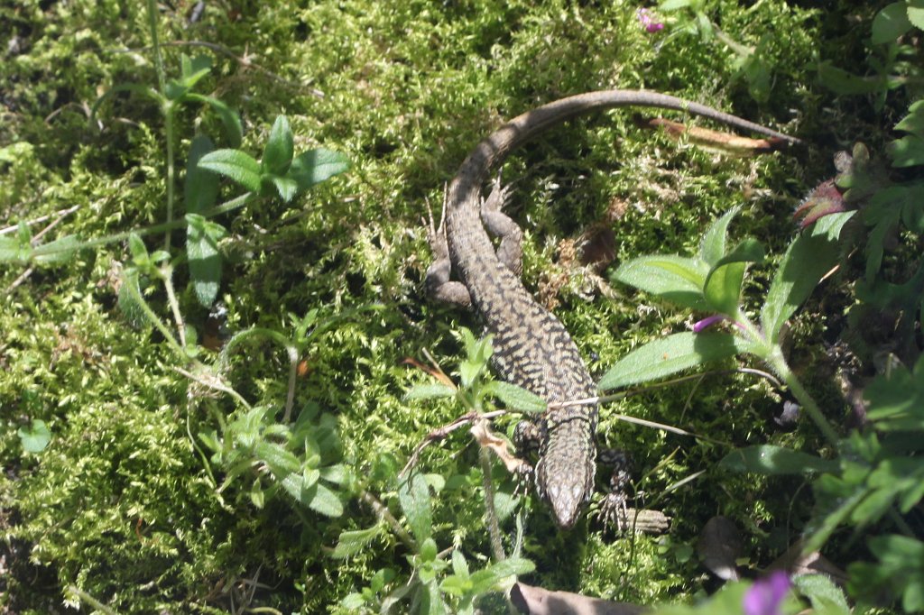 IMG_4869.JPG -  Lizard 