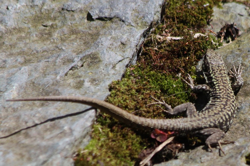 IMG_4872.JPG -  Lizard 