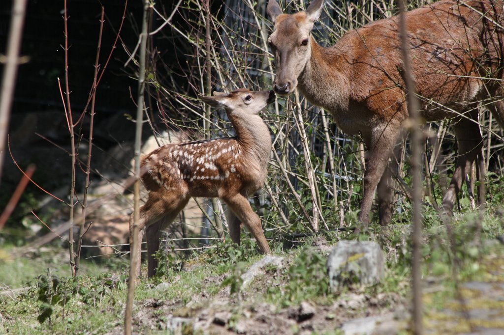 IMG_4893.JPG -  Fallow deer 
