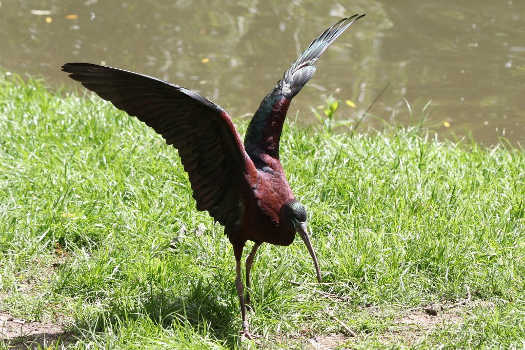 IMG_4942.JPG -  Glossy Ibis 