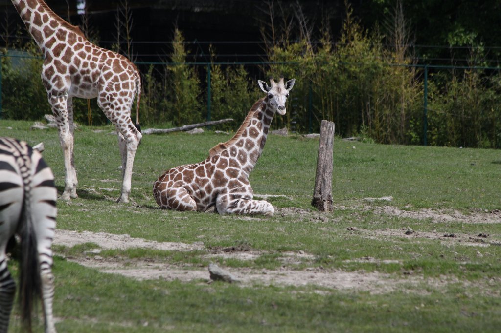 IMG_5002.JPG -  Giraffes 