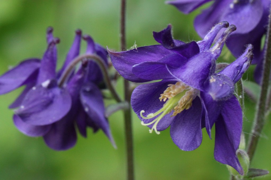 IMG_5005.JPG -  Columbine  ( Akelei )