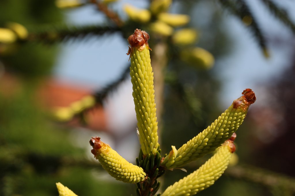 IMG_5023.JPG - Growing tree
