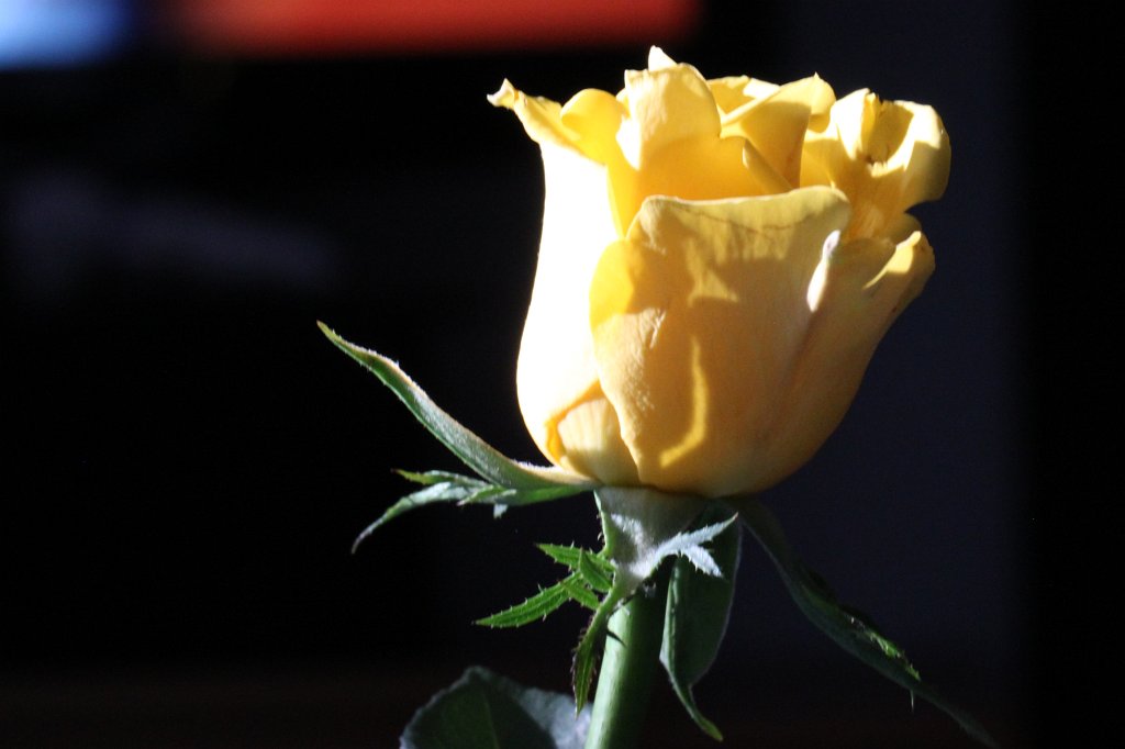 IMG_5044.JPG - Tulip