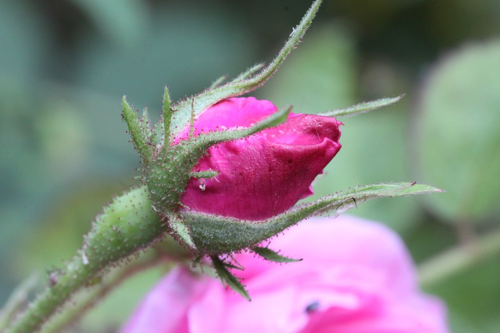 IMG_5103.JPG - Rose bud