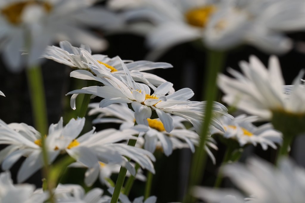 IMG_5113.JPG -  Common Daisy 