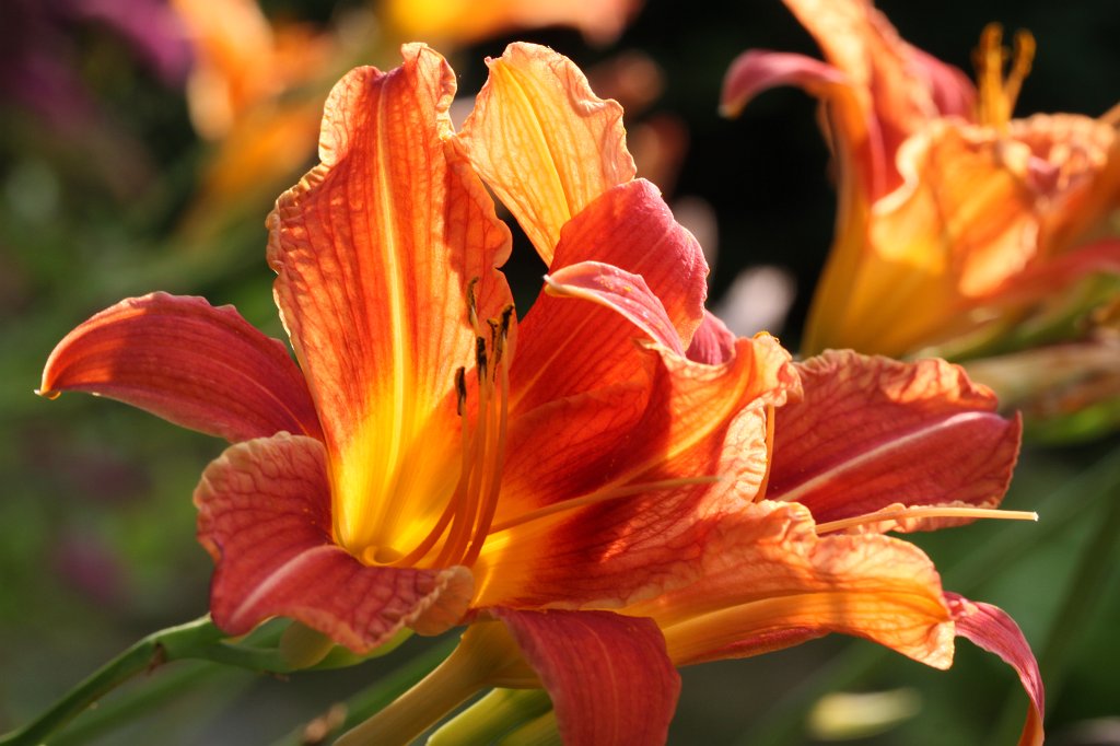 IMG_5117.JPG -  Lilium 