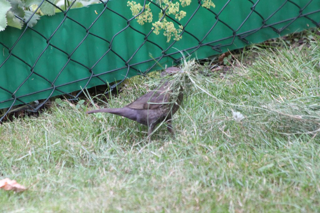 IMG_5124.JPG - Bird with grass