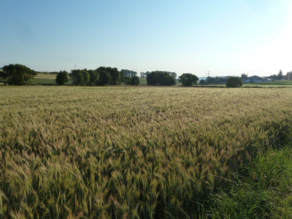 P1100158.JPG - Field