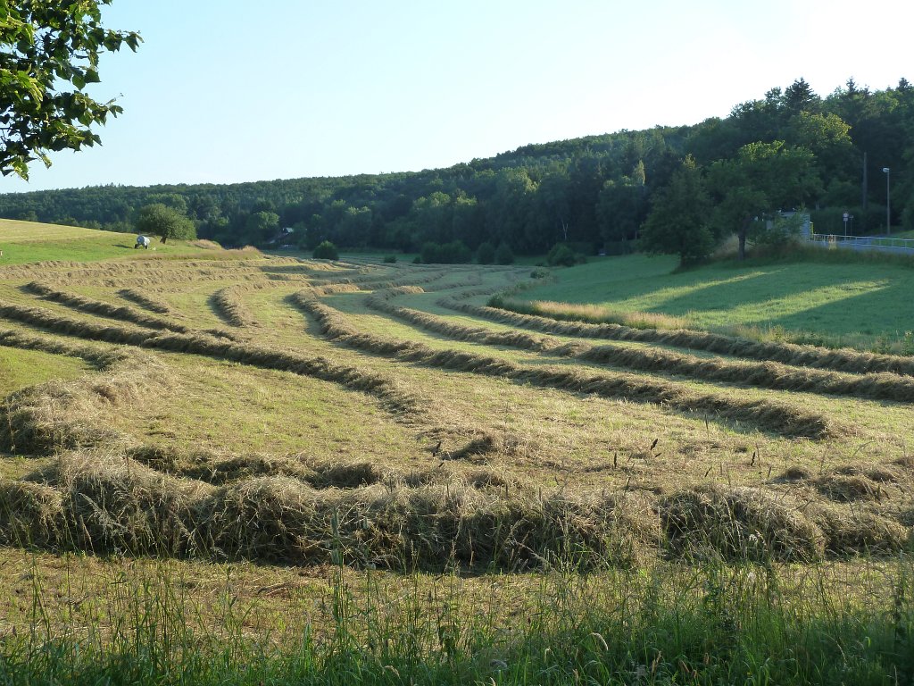P1100165.JPG - Making hay