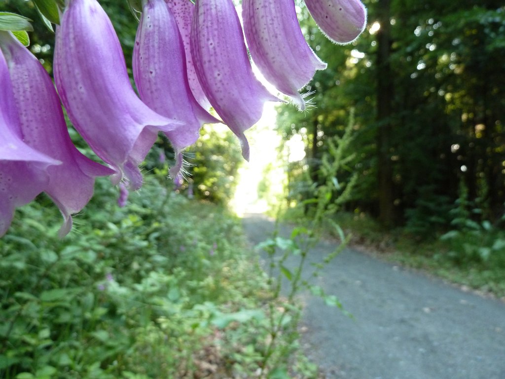 P1100167.JPG -  Foxglove  ( Fingerhut )