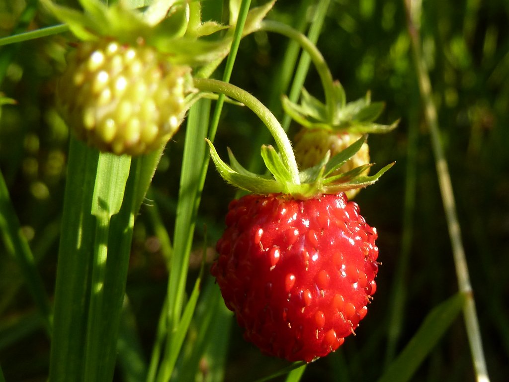 P1100170.JPG - Berry