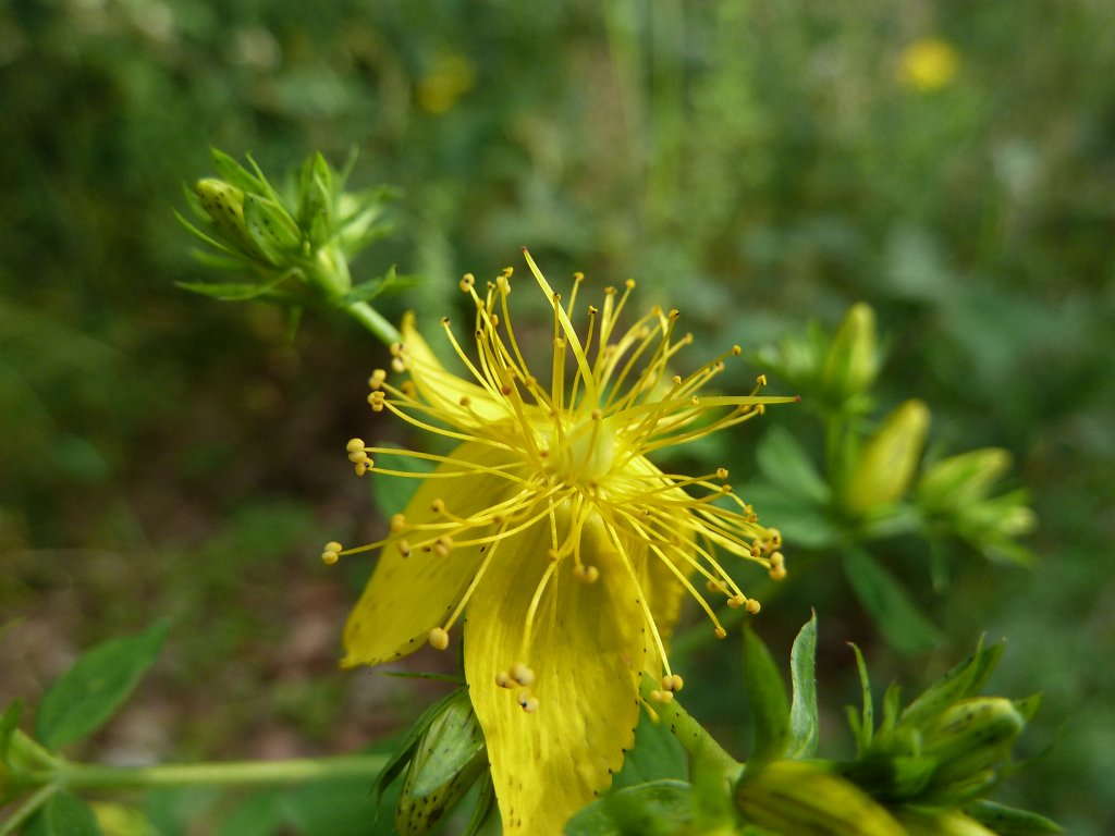 P1100183.JPG -  St John's wort  ( Johanniskraut )