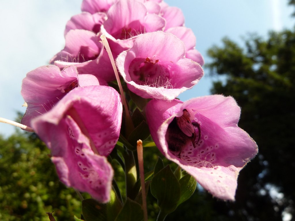 P1100187.JPG -  Foxglove  ( Fingerhut )