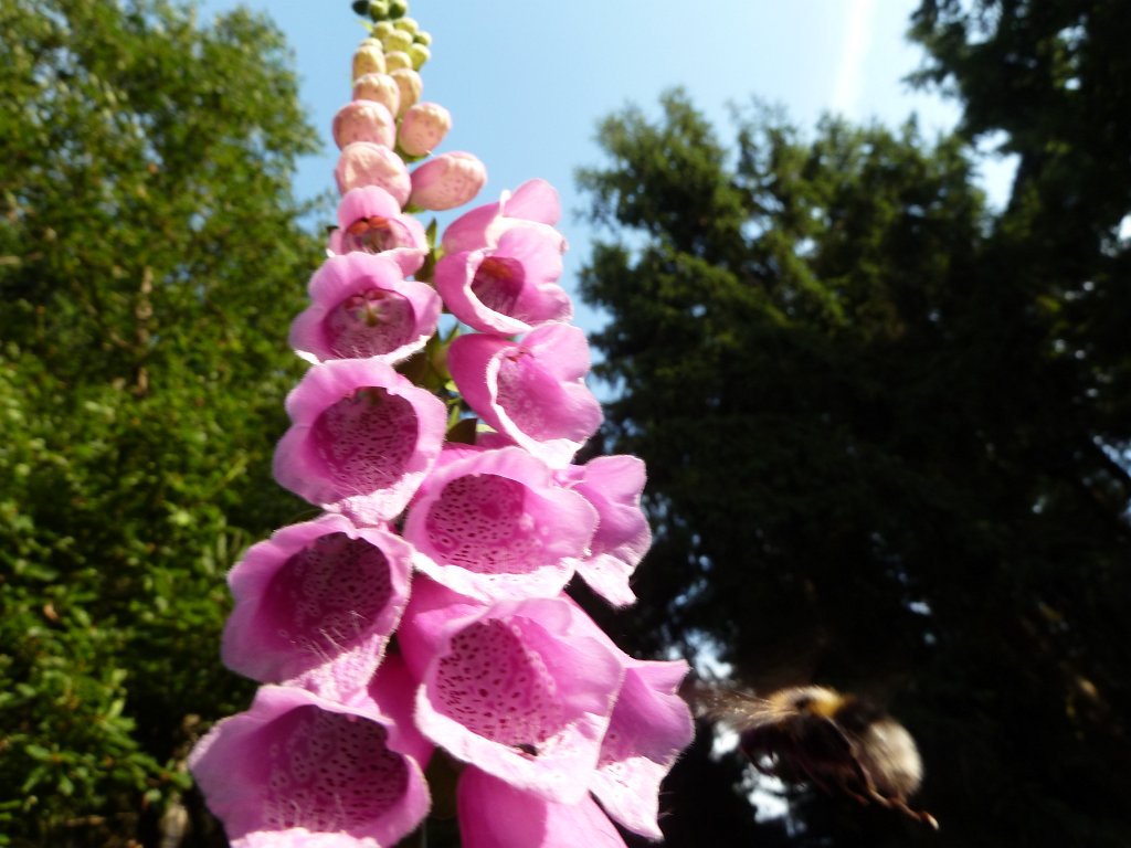 P1100188.JPG -  Foxglove  ( Fingerhut )