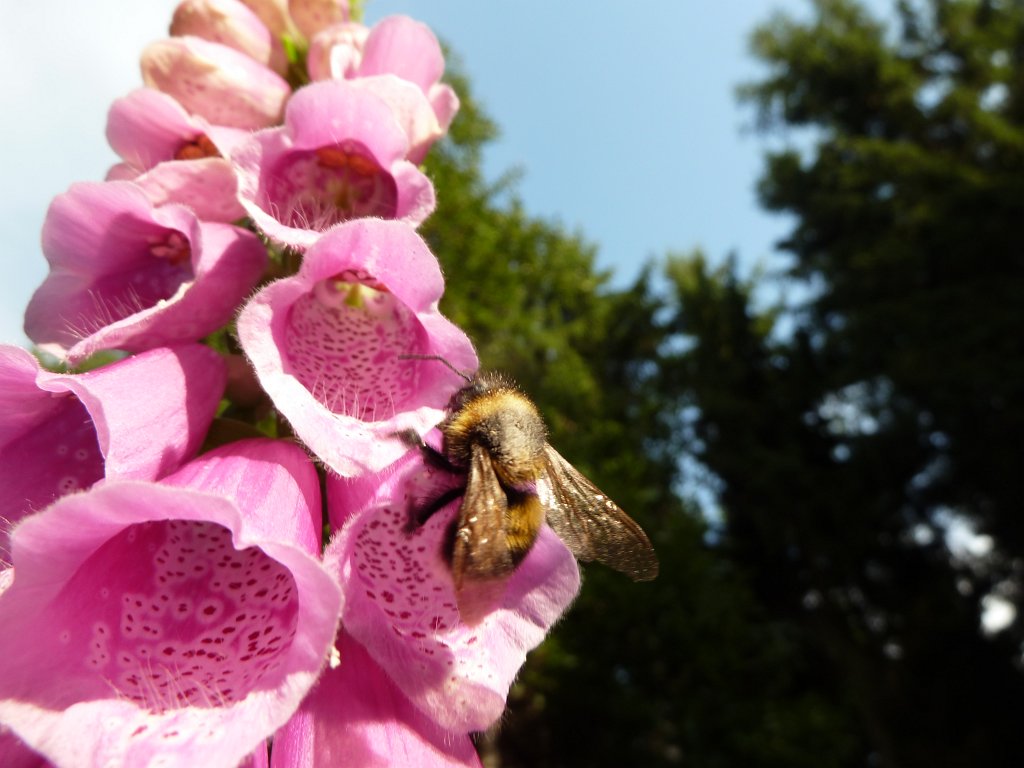 P1100189.JPG -  Foxglove  ( Fingerhut )