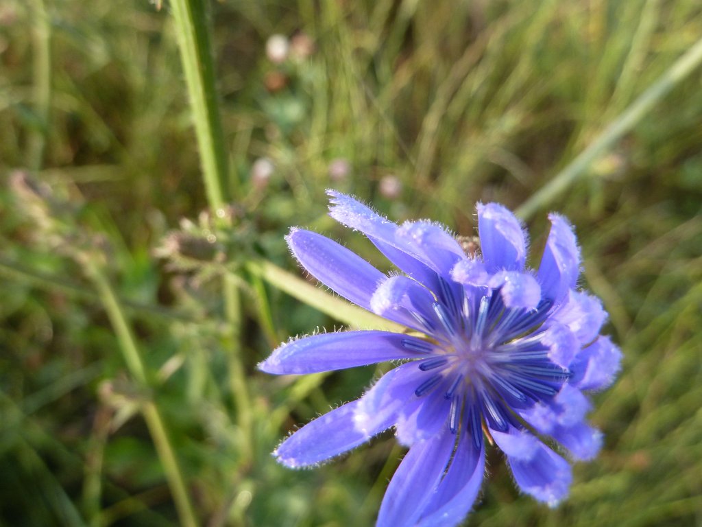 P1100205.JPG -  Chicory  ( Wegwarte )